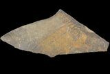 Cruziana (Fossil Trilobite Trackway) - Morocco #118352-1